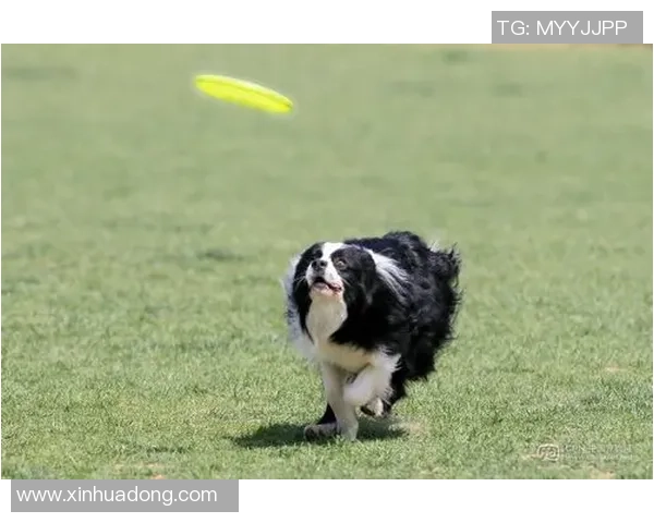 重庆飞盘队在极限运动世界杯中的拼搏与荣耀之路